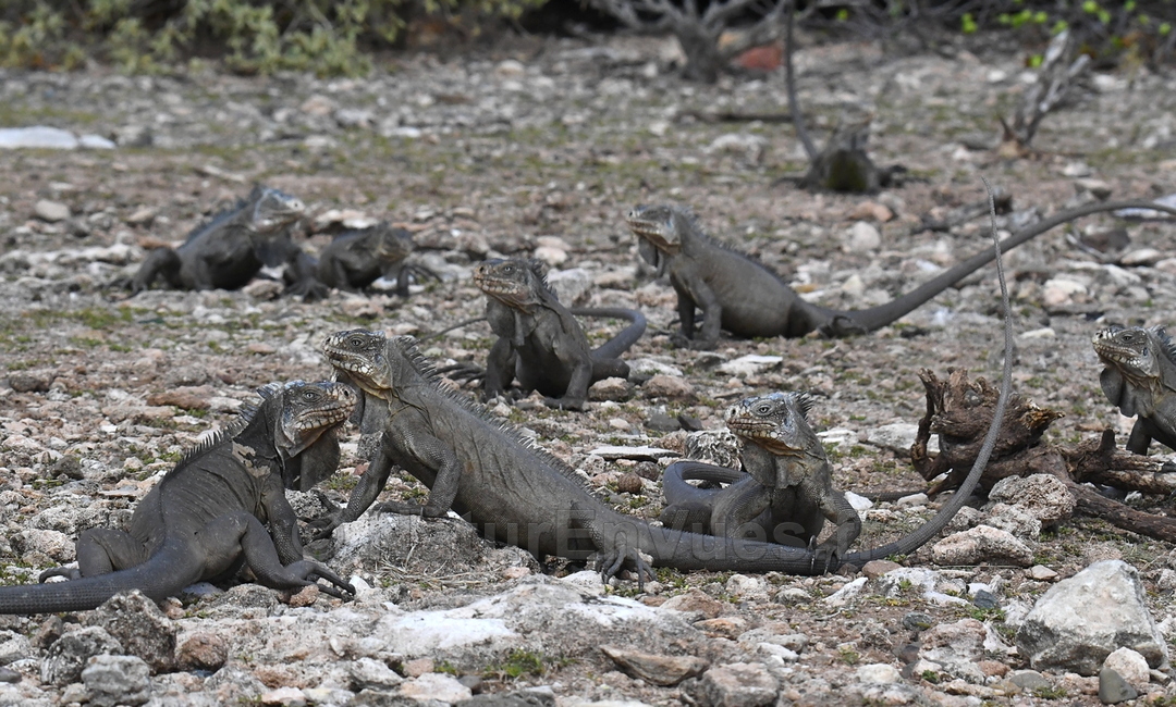 Iguane des petites antilles (La Désirade, Guadeloupe)