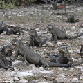 Iguane des petites antilles (La Désirade, Guadeloupe)