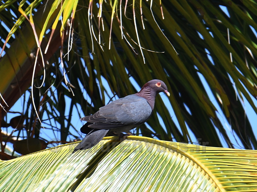 Pigeon à cou rouge (La Désirade, Guadeloupe)