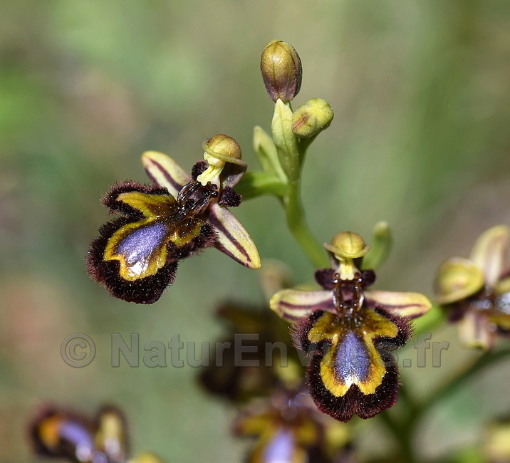 Ophrys speculum (Var)