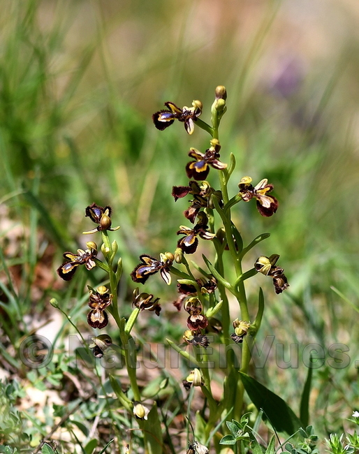 Ophrys speculum (plan d'Aups, 83)