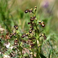 Ophrys speculum (plan d'Aups, 83)