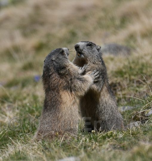 joute entre deux jeunes marmottes (col de la Cayolle, 06).jpg