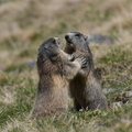 joute entre deux jeunes marmottes (col de la Cayolle, 06)