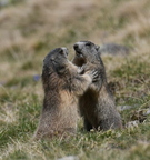 joute entre deux jeunes marmottes (col de la Cayolle, 06)