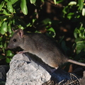 Rat noir (jardin, Solliès-Pont)
