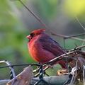 Cardinal rouge (Montréal, Québec)
