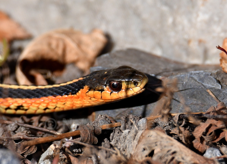 Couleuvre rayee (Thamnophis sirtalis) -  Montréal, Québec