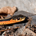 Couleuvre rayee (Thamnophis sirtalis) -  Montréal, Québec