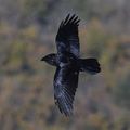 Grand corbeau  (Sainte Baume)