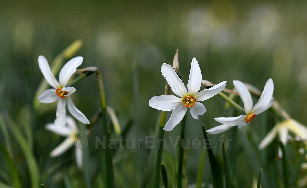 Narcissus poeticus (Saint-Urcize, 15)