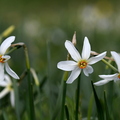 Narcissus poeticus (Saint-Urcize, 15)