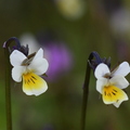 Viola sp (Laguiole, 12)