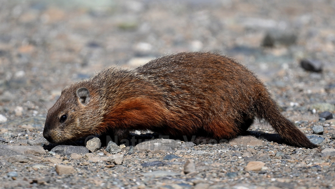 Marmotte commune (Matane, Québec)