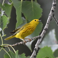 Paruline jaune (Montréal, Québec)