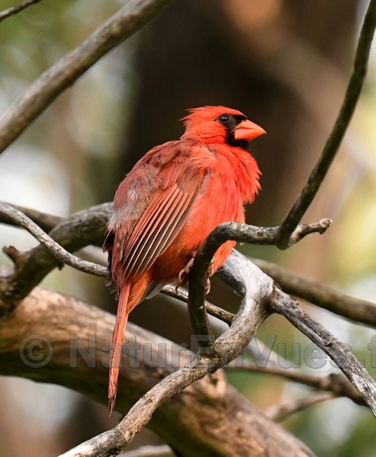 Cardinal rouge  (Montréal, Québec)