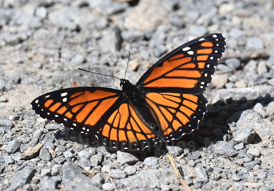 Papillon Vice roi (Montréal, Québec)