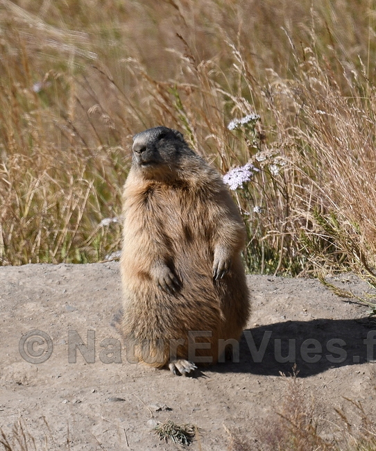 Marmotte des Alpes (Emparis, 05)