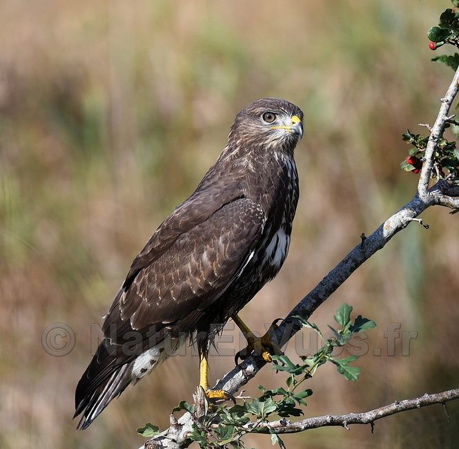 Buse variable (Rosnay, 36)