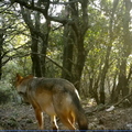 Loup  gris (Canis lupus) - Var