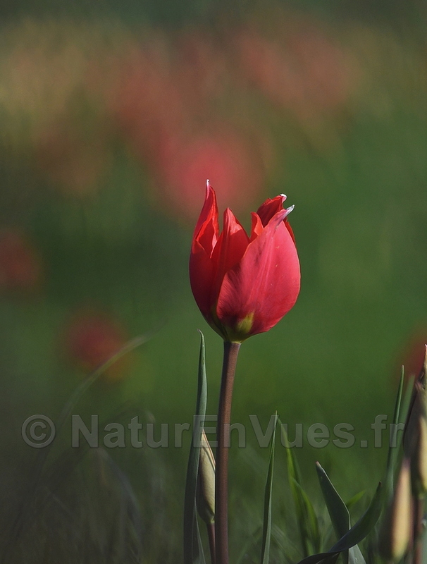 Tulipa raddii (Marmande, 47)