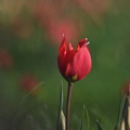 Tulipa raddii (Marmande, 47)