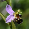 Ophrys apifera (La Garde, Var)