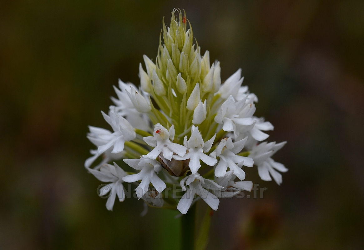 FB anacamptis hypo 8027