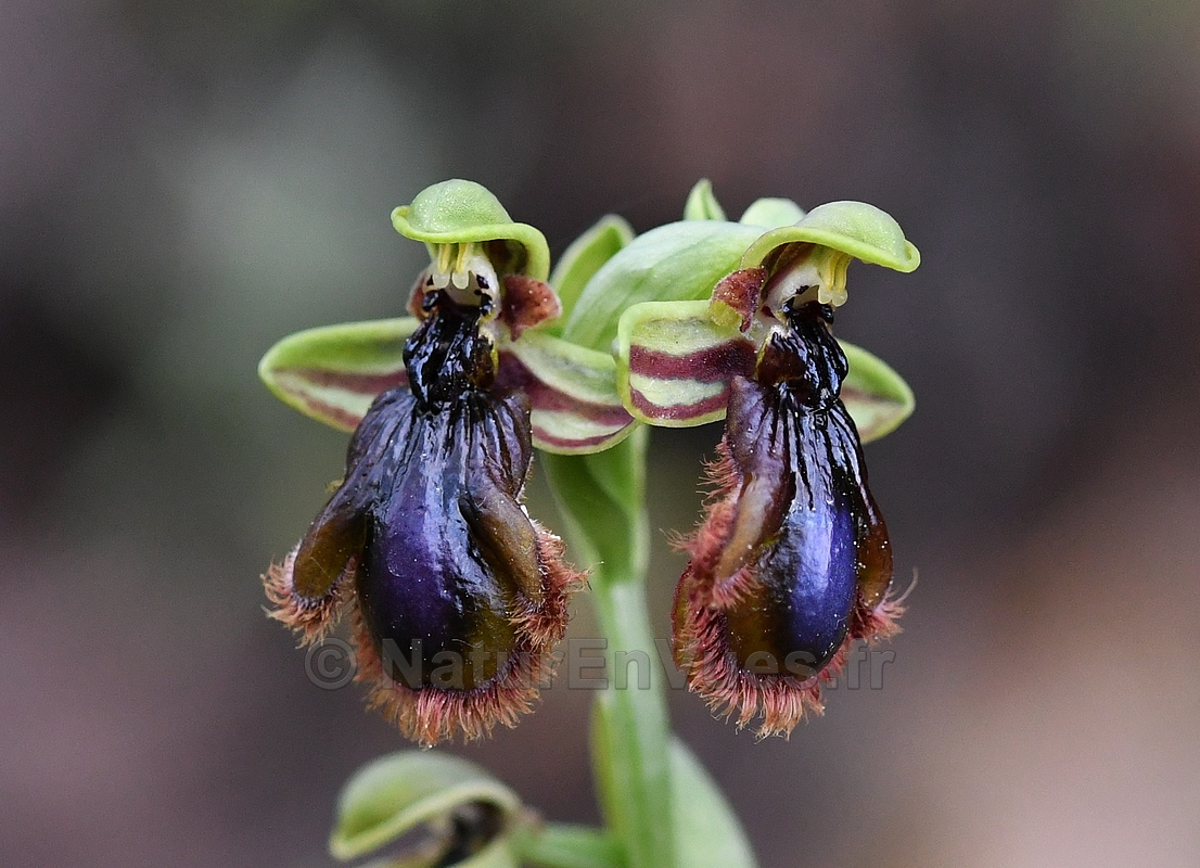 FB ophrys vernixia 7258