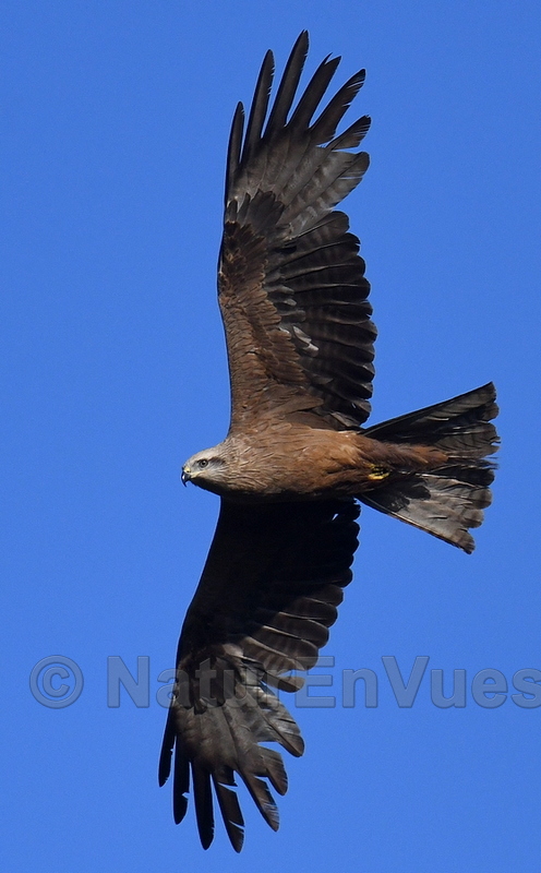 Milan noir (Pierrefeu du Var)