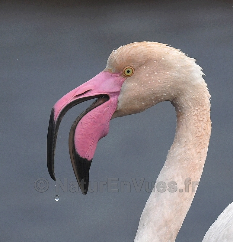 FB flamant goutte 9819.JPG