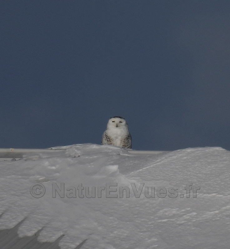 Harfang des neiges (St Esprit, Québec)