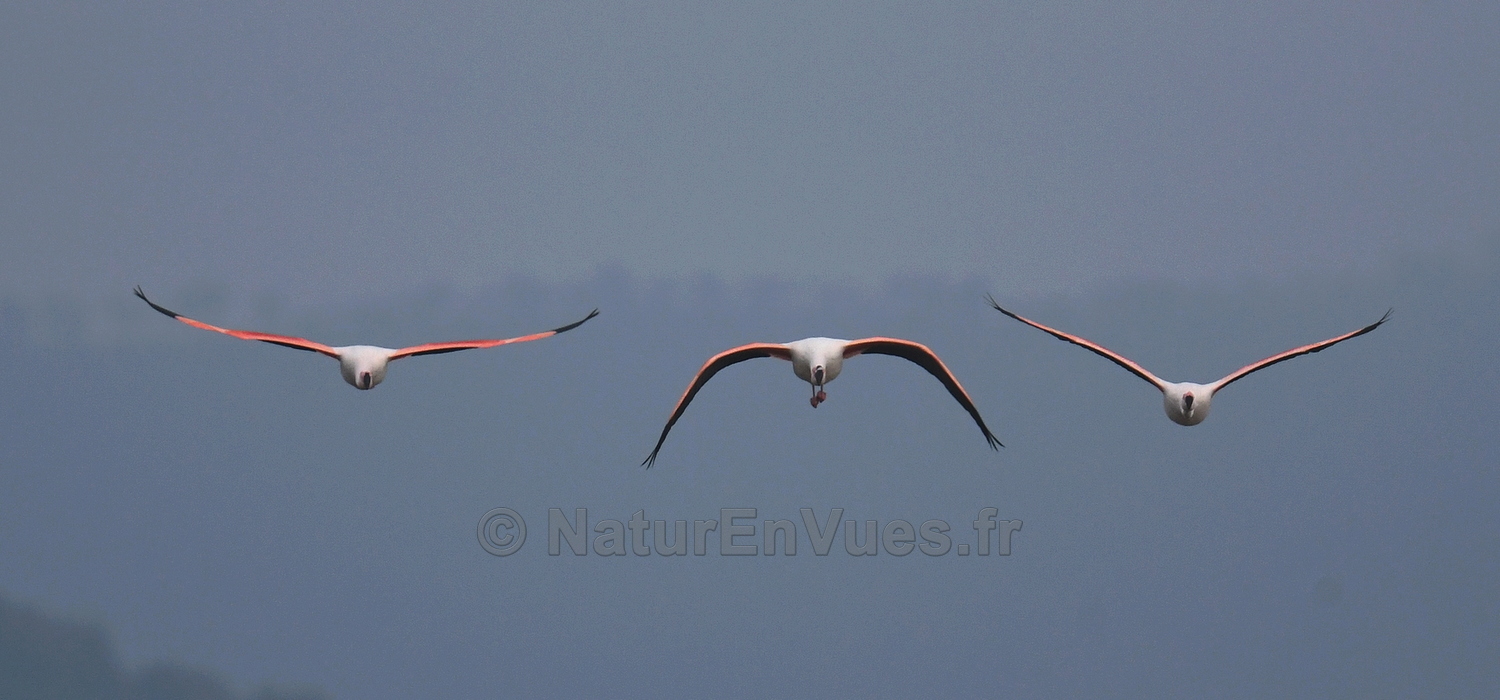 Flamants roses (Hyères, Var)
