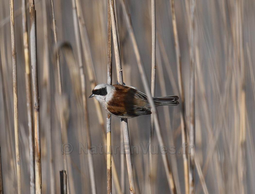Rémiz penduline (Var)