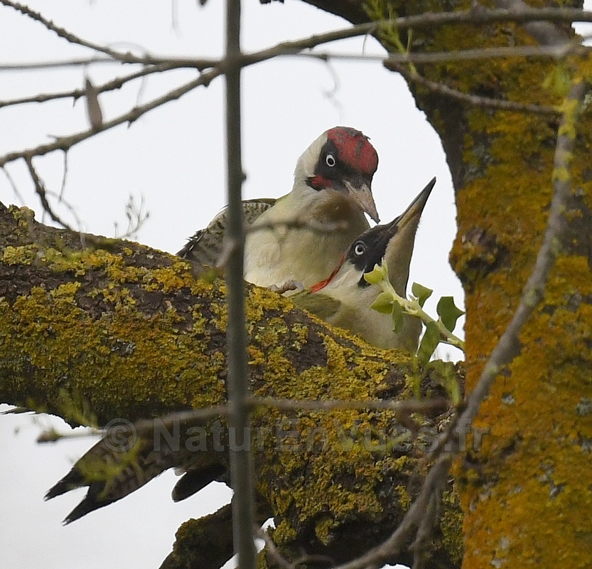 Pics verts- accouplement (Var)
