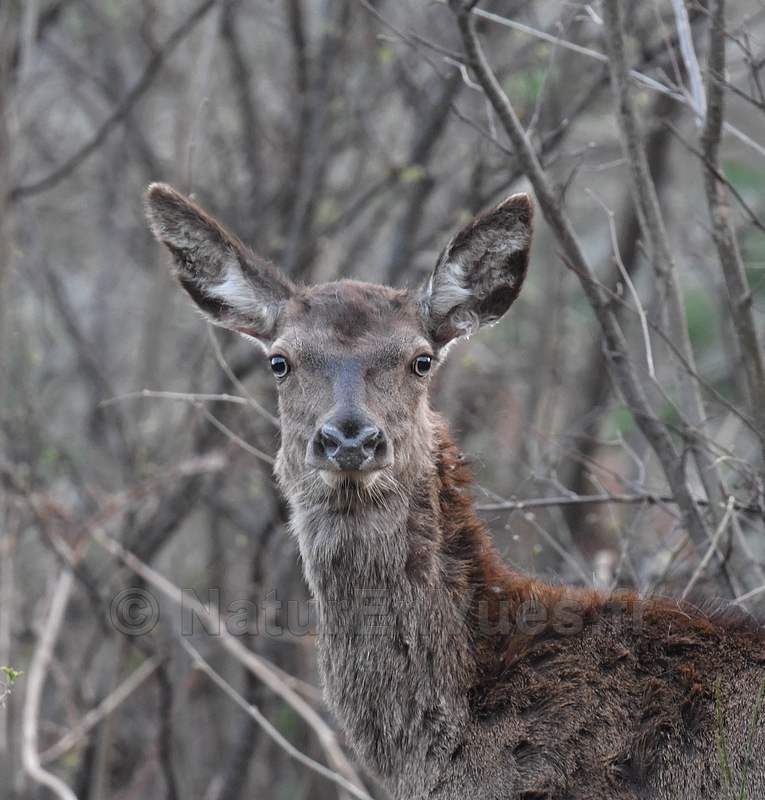 Biche (cerf élaphe) -Le Port, ariège