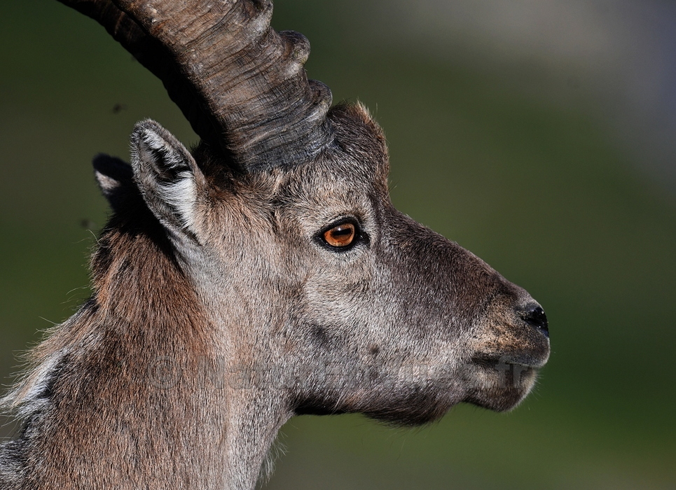 Bouquetin des Alpes (06)