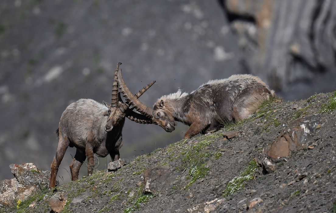 Bouquetin des Alpes (06)