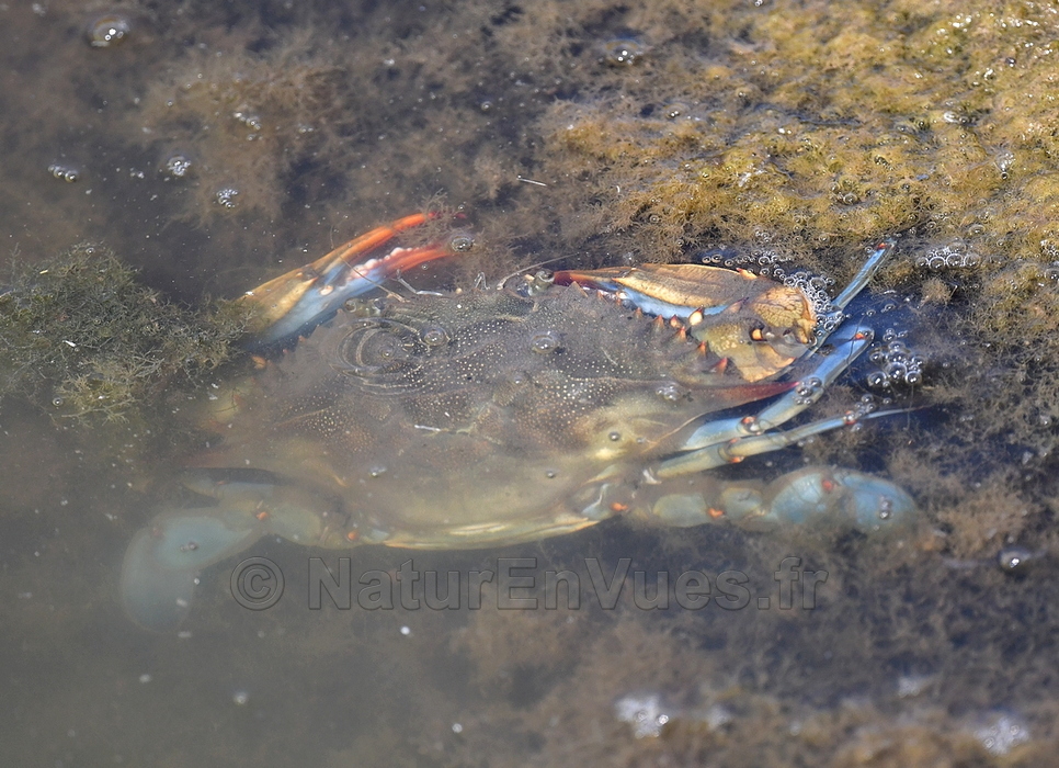 Crabe bleu , une nouvelle espèce invasive en Méditerranée (Hyères)