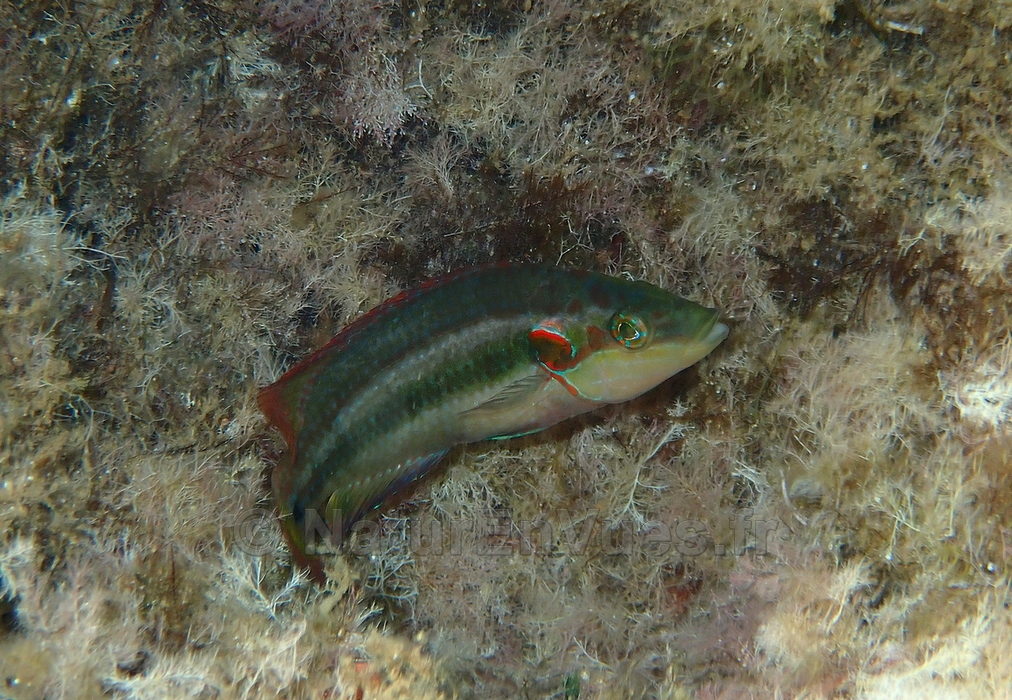 Crénilabre ocellé (Var)