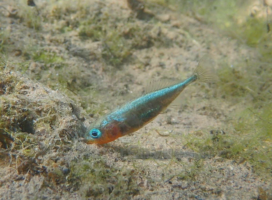 Epinoche mâle devant son nid (Var)