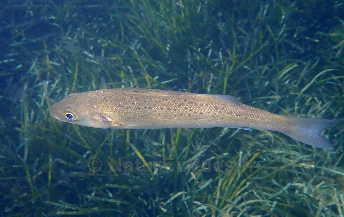 Loup tâcheté (Var)