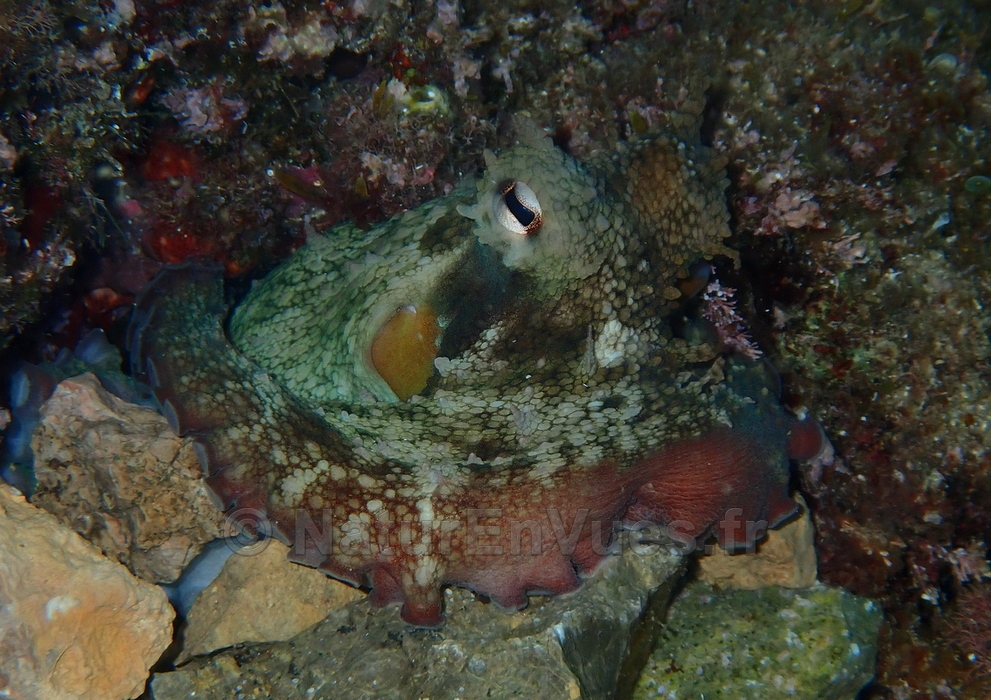 Poulpe (Var)