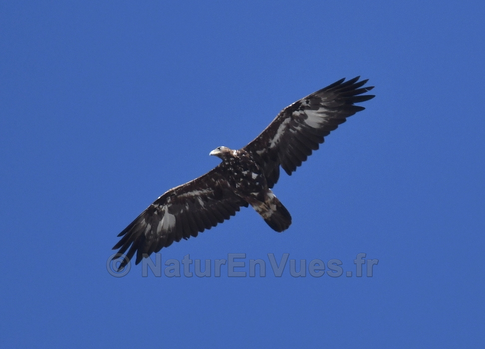 Aigle royal (06)