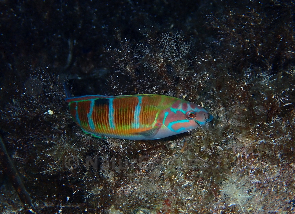 Girelle paon (Hyères)