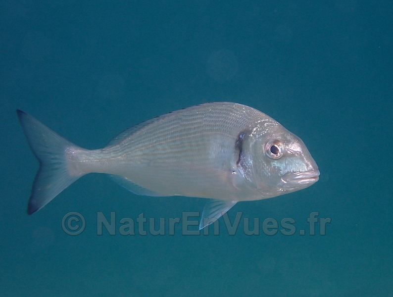 Daurade royale (Hyères)