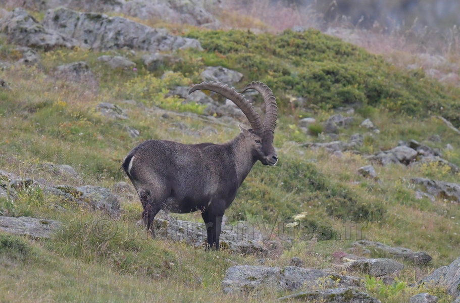 Bouquetin des Alpes (Emparis, 38)