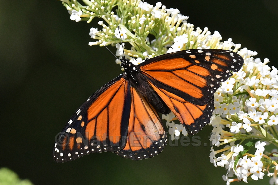 Le monarque, célèbre papillon migrateur nord-américain (Montréal)
