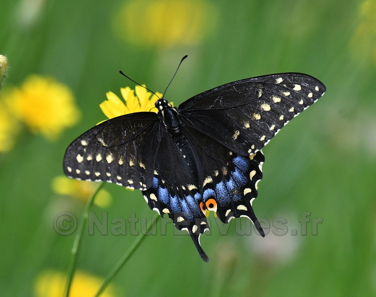 Machaon des épices (Papilio troilus ) - Montréal, QC