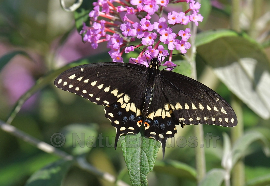 Papilio polyxenes (Montréal, QC)
